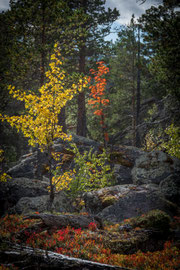 Herbstfarben in Laponia