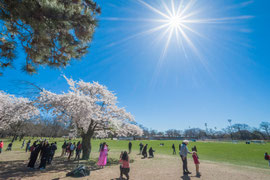 Mai im High Park Toronto