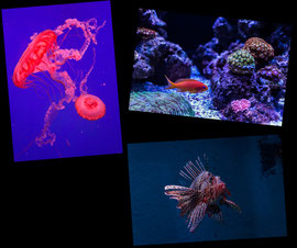 Sea Life Bangkok Ocean World in Bangkok