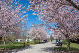 Cibola Ave, Toronto Islands