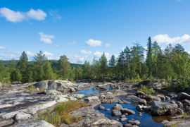 im Naturreservat beim Storforsen am Piteälven