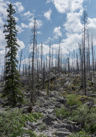 auf der Maligne Lake road durch das Waldbrandgebiet von 2015 