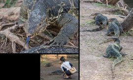 Bindenwarane im Lumphini-Park im Zentrum von Bangkok. Menschen gehören nicht in das Beuteschema der Tiere, sie können aber kräftig zubeissen und haben sehr scharfe Krallen. Bei einer Verletzung durch einen Waran unbedingt ärztliche Hilfe aufsuchen.