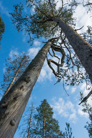 auf dem Luontopolku Nature Trail 