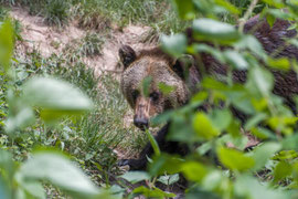 Im 'Alternativen Wolf- und Bärenpark Schwarzwald' können die Tiere in ihrer natürlichen Umgebung beobachtet werden
