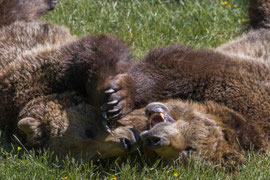 Die Rangordnung wird festgelegt!