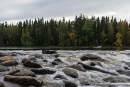 der Gubbseleforsen, ein Stromschnellen-Abschnitt im Fluss Ångermanälven