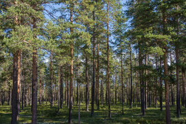Wald in Norrbottens län 