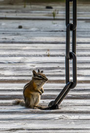 Chipmunks (dt.: Streifenhörnchen) ... diese  kleinen, frechen Nagetiere kommen in ganz Kanada (bzw. Nordamerika) vor.