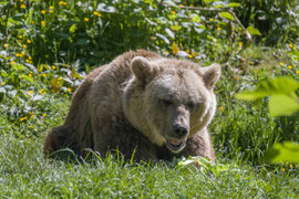 Chillen im 'Alternativen Wolf- und Bärenpark Schwarzwald'