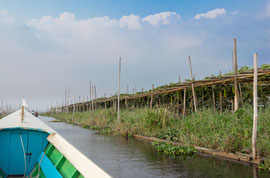 Durch die schwimmenden Gärten auf dem Inle-See.