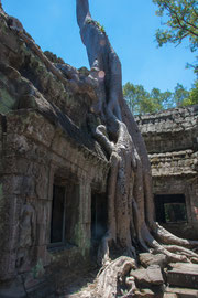 Beim Ta Prohm Tempel ... der Dschungel holt sich sein Gebiet zurück ...