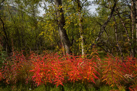 Herbst im Abisko Nationalpark