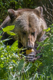 im 'Alternativen Wolf- und Bärenpark Schwarzwald'