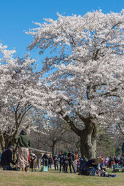 High Park Toronto