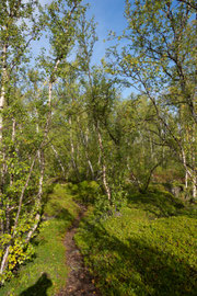 am Torneträsk bei Abisko 