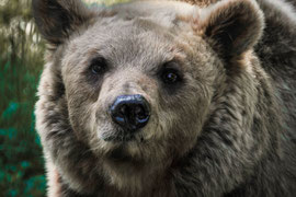 Bärenportrait ... 
