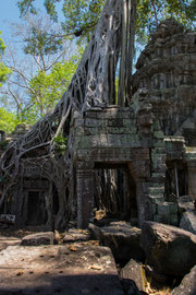Ta Prohm: manchmal ist nicht ganz klar, ob man in die Tempelruine oder in die Wurzeln des Baumes geht ...