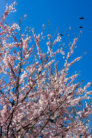 Kirschblüte auf Toronto Islands