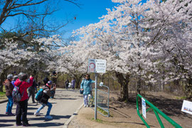 April im High Park Toronto 