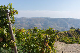 Weinregion Alto Douro