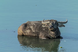 Baden im Taung Tha Man See bei Amarapura