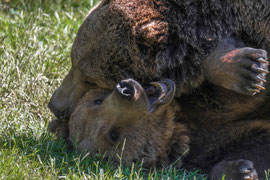 Herumtollen gehört bei den Bären dazu ...