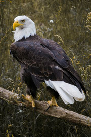 Weisskopfseeadler (Bald Eagle)