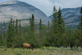 Wapiti am Yellowhead Highway bei Jasper