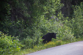 Begegnung am Mount Revelstoke