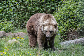 im 'Alternativen Wolf- und Bärenpark Schwarzwald'