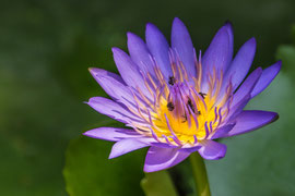 Blaue Lotosblüte (Nymphaea caerulea), Jim-Thompson-Haus 