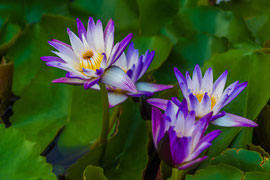  Blaue Lotosblüte (Nymphaea caerulea) 