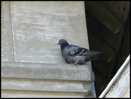 Pigeon colombin Villers sur mer le 03/06/2006