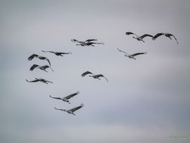 Kraniche im Herbst am Dümmer