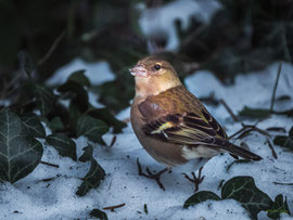 Buchfink (Weibchen)