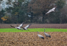 Kraniche im Herbst am Dümmer