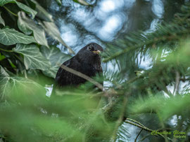 Amsel (Schwarzdrossel)