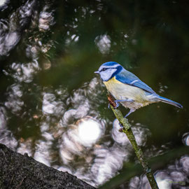 Blaumeise