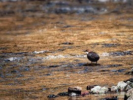 Wasseramsel