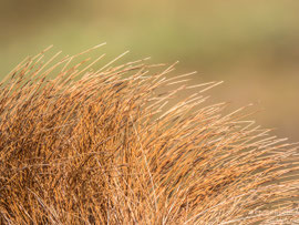 Norwegen, Mare og Romsdahl,  31.05.2017