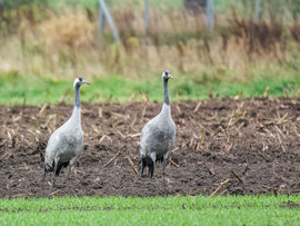 Kraniche im Herbst am Dümmer