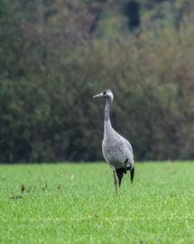 Kraniche im Herbst am Dümmer