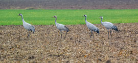 Kraniche im Herbst am Dümmer