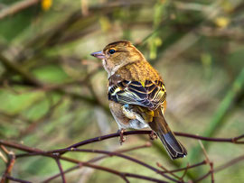 Buchfink (Weibchen)