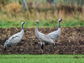 Kraniche im Herbst am Dümmer