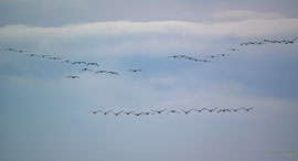 Kraniche im Herbst am Dümmer