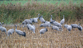 Kraniche im Herbst am Dümmer