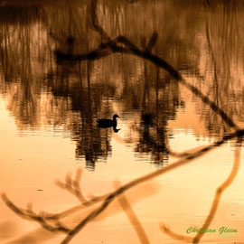 Ente am Morgen