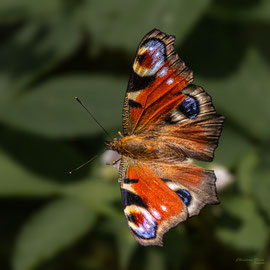 Tagpfauenauge